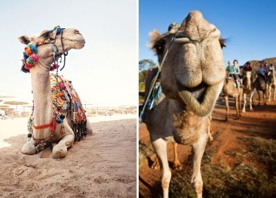 Fethiye Camel Riding